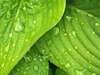 Naturopathie