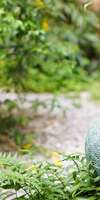 Christine Ferrand, Naturopathie à Bellerive-sur-Allier